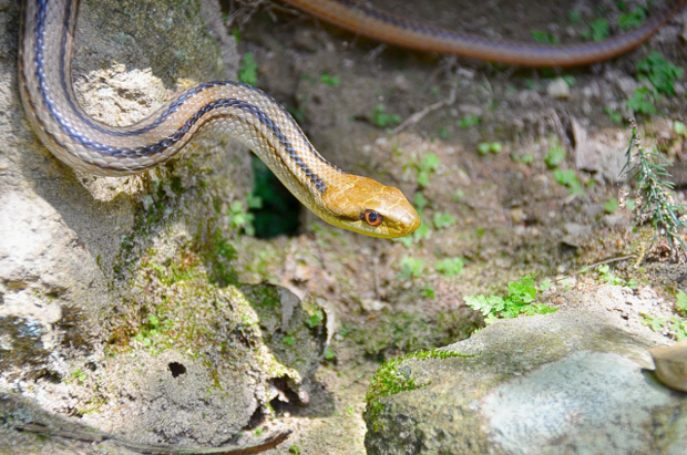 シマヘビ