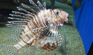 ミノカサゴ 食べ方