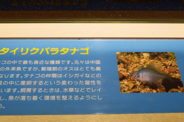タイリクバラタナゴは混泳可能 水生生物図鑑
