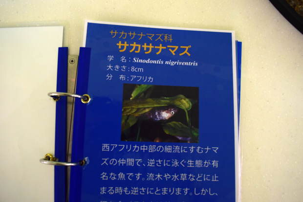 サカサナマズは混泳可能？｜水生生物図鑑