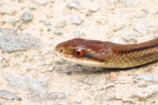 シマヘビの性格は 水生生物図鑑