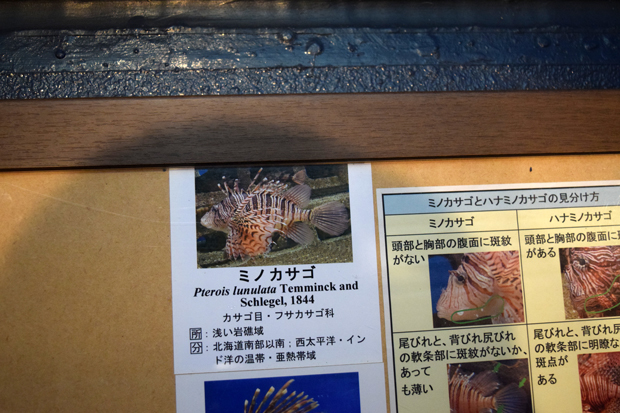 ミノカサゴ 毒 場所