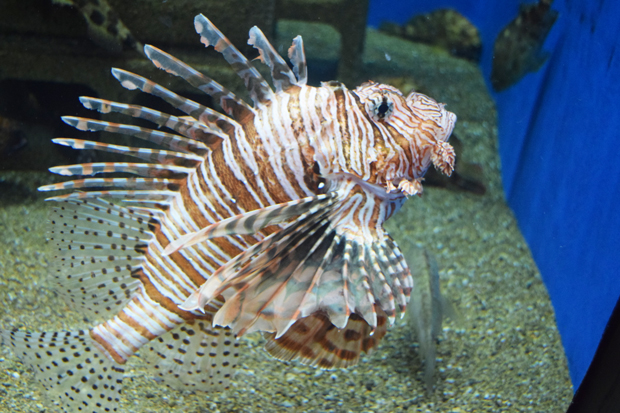 ミノカサゴのおすすめの食べ方 水生生物図鑑