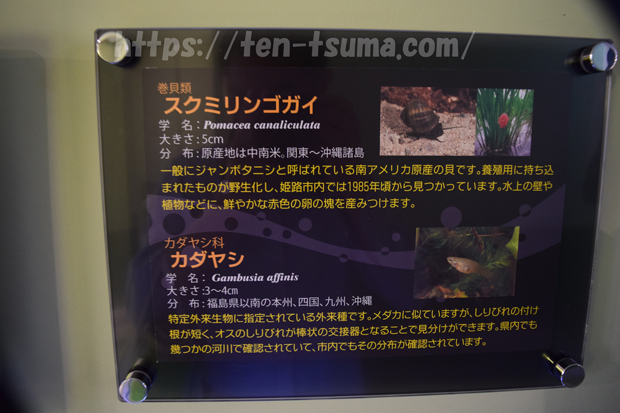 スクミリンゴガイ タニシ 違い