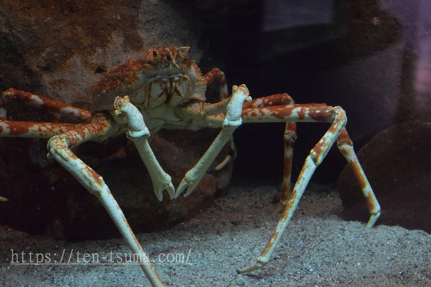 タカアシガニの飼育 水生生物図鑑