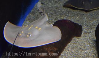 ウチワザメ 飼育