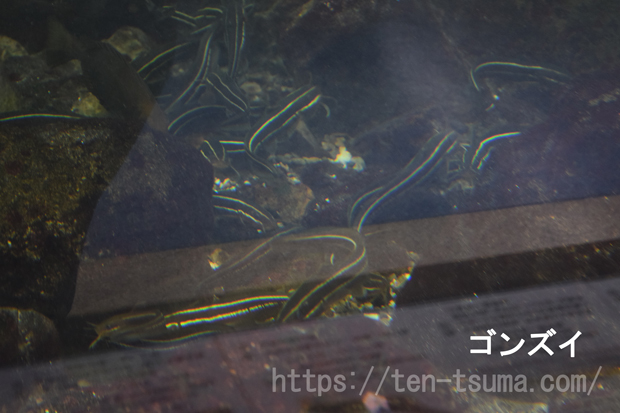 ゴンズイ 毒 症状