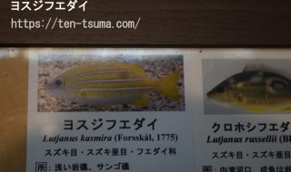 ヨスジフエダイ