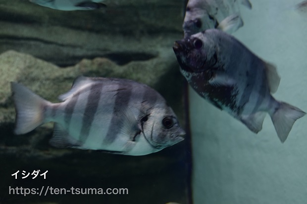スズキ目 水生生物図鑑