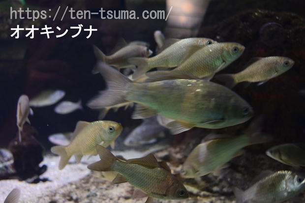 オオキンブナ